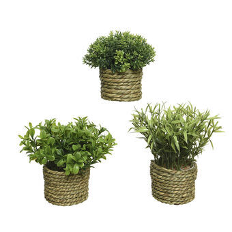Dekorativ plante Basic Home Kunstig Tov Grøn 16 x 3 cm